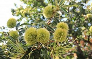 Kestane üreticisi umutlu