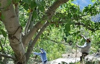 Köşk’te ceviz hasadı başladı