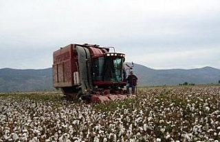 Söke’de pamuk toplama fiyatları açıklandı