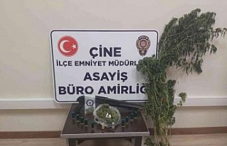 Yetiştirdiği hint kenevirini sularken yakalandı