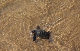 67 yavru deniz kaplumbağası, özgürlüğe kulaç...