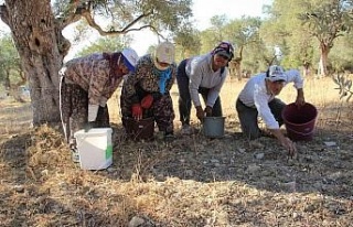 Aydın’da zeytin hasadı başladı