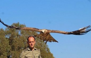 Balıkçıların dikkati, yılan kartalını kurtardı