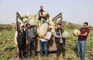 Damakları tatlandıran balkabağının tarladan sofraya...