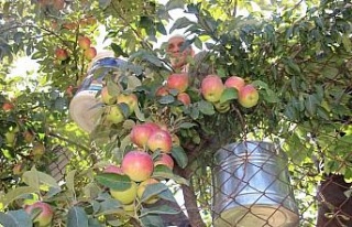 Doğal soğuk hava deposu yaylalarda elma hasadı...