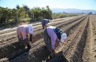 Efeler’in şevketi bostanları ikinci kez toprakla...