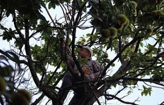 Ekmek parası için komando gibi ağaçlara tırmanıyor