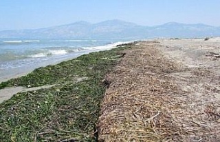 EKODOSD’tan, denizin ormanlarını koruma çağrısı