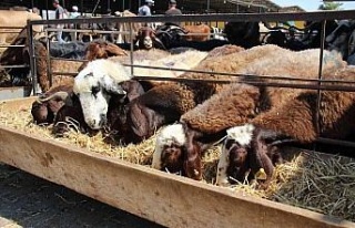 Hayvan yetiştiricilerinin 2 aylık arpa ihtiyacı...