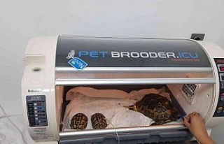 Yangında zarar gören kaplumbağalar tedavi altına...