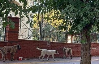 Aydın’da sokak köpekleri sorun olmaya başladı