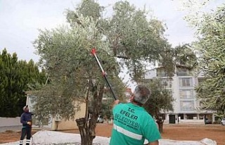 Efelerin zeytinleri hasat ediliyor