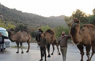 Pehlivan develer, hazırlıklara başladı