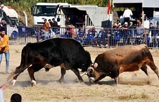 Söke’de boğa güreşi heyecanı yaşandı