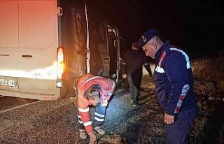 Yol kenarında yaralı halde bulunan hayvanlara jandarma...