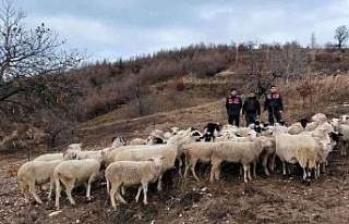 Aydın Köşk’te kaybolan 50 koyun, İzmir Ödemiş’te...