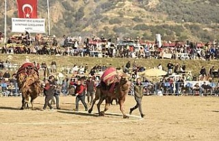 Aydın’da ünlü 150 pehlivan deve kıran kırana...