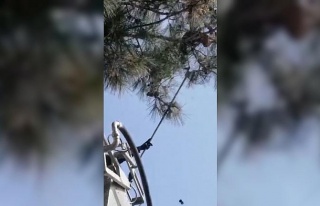 Dokuz gündür ağaçta mahsur kalan kedinin yardımına...
