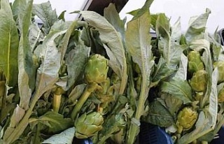 Efeler’in taze enginarları Efe Bakkal raflarında...