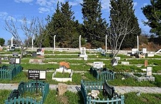 Kuşadası hayvan mezarlığına 3 yılda 335 hayvan...