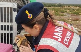 Peçeli baykuş ve martılar tedavi altına alındı