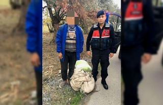 Zeytin hırsızı suçüstü yakalandı