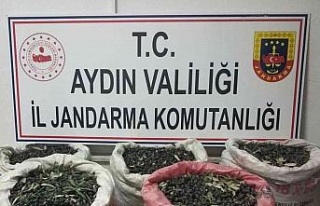 Zeytin hırsızları yakalandı