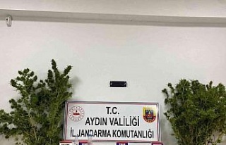 Aydın’da Jandarmanın kaçakçılık operasyonlarının...