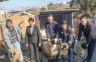 Başkan Çerçioğlu koyunları telef olan üreticiye...