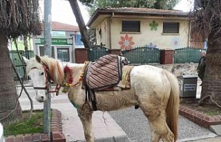 Beyaz atlı kovboy uyarıları dinlemedi, trafik ekipleri...