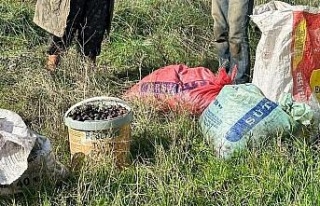 Çaldıkları 155 kilogram zeytin ile suçüstü yakalandılar