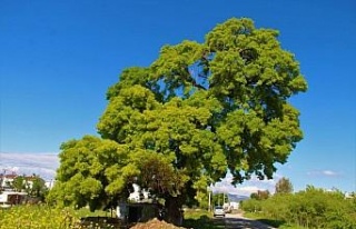 Doğaseverler, 210 yaşındaki ağacın korunması...