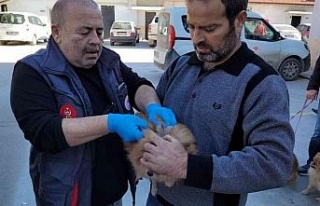 Efeler’de 3 bin evcil hayvan çiplendi