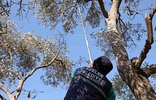 Efeler’de zeytin ağaçları budanmaya başladı