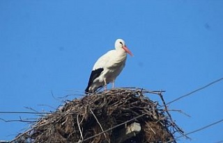 Kış gelmeden, leylekler geldi