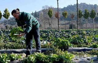 Kuşadası Adabahçe’de kış hasadı başladı