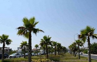 Kuşadası Belediyesi bir yılda yeşile 18 milyon...