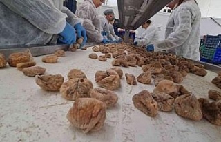 ÖRKOOP ilk ihracatını incirle yaptı