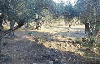 Zeytin hırsızları yakalandı