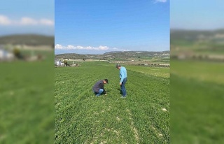 Aydın’da hububat ekili araziler denetlendi