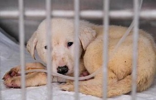 Deprem bölgesindeki can dostlar Didim Belediyesi’ne...