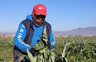 Efeler’in enginarlarına soğuk hava önlemi