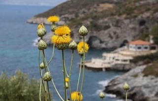 Kuşadası Belediyesi’nden ‘Doğal Botanik Parka’...