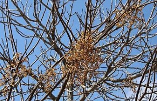 Aydın’da ilginç manzara, görenler gözlerine...