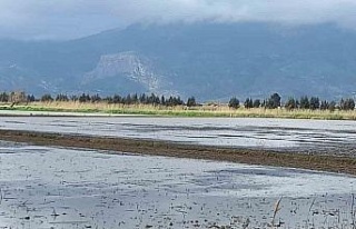 Aydın’da yağışlar çiftçinin yüzünü güldürdü