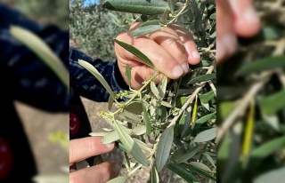 Aydın’da zeytin bahçeleri denetlendi, çiftçiler...