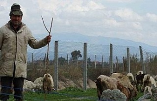 Bahar yağmurları çobanların yüzünü güldürdü