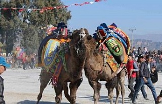 DEGÜF kararını aldı, deve güreşi sezonu bitti