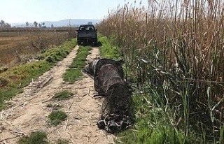 Didim’de sahipsiz gergi ağları ekipler tarafından...