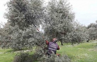 Efeler’deki zeytin bahçelerinde bakım çalışmaları...